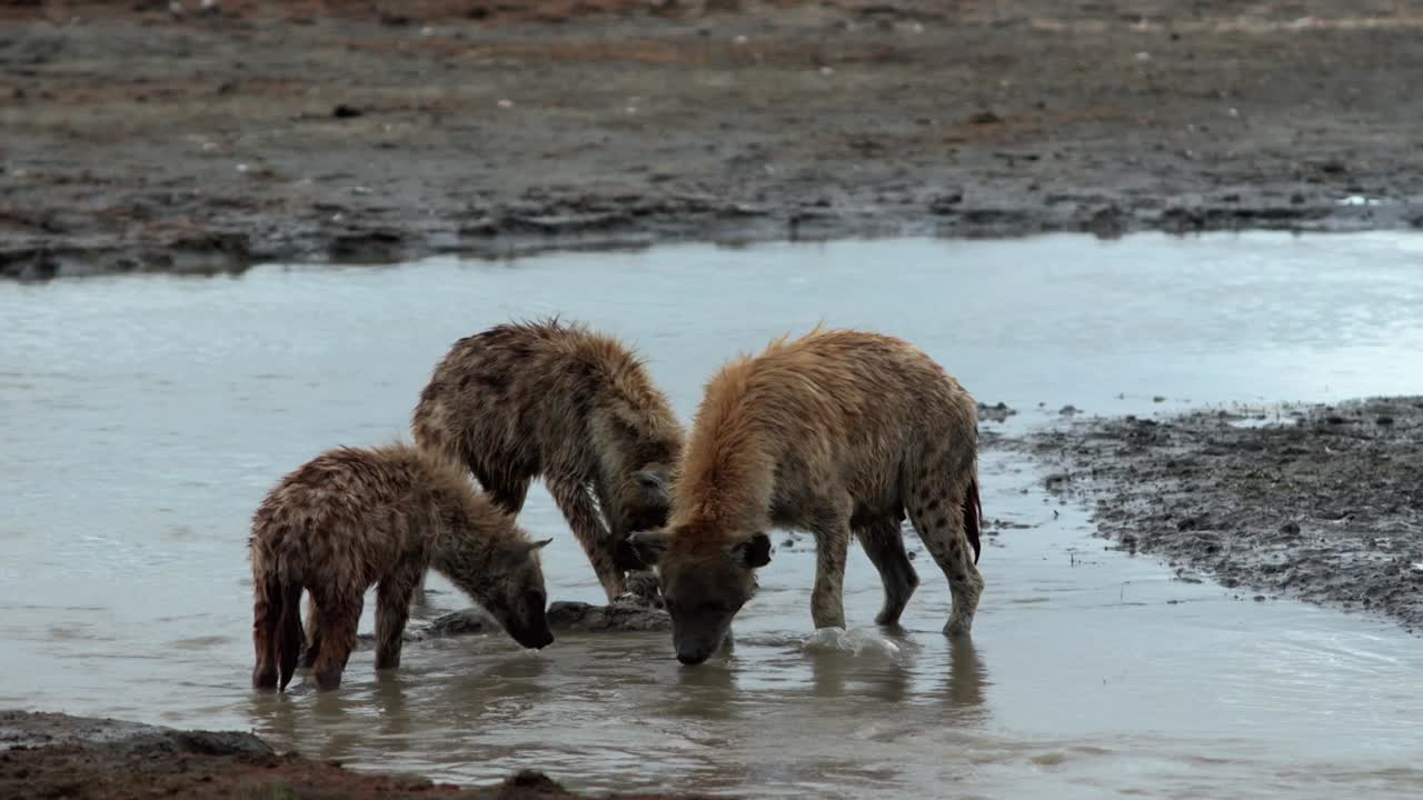 얼룩진 히에나 들 은 히포포스 시체 를 먹는다