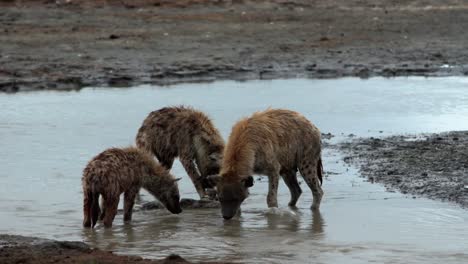 spotted hyenas eat a hippo carcus