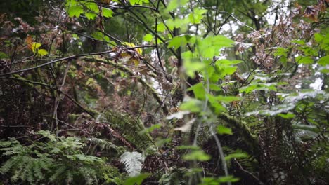 oregon forest vegetation