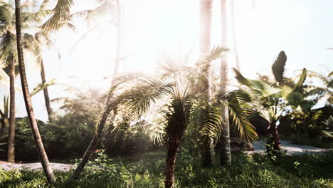 misty-rainforest-and-bright-sun-beams-through-trees-branches