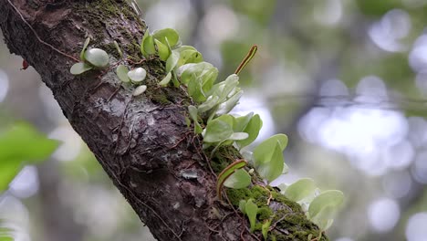 Leather-Leaf-Fern-Plants-Growing-On-A-Tree-Branch-At-The-Nature-Park-In-Singapore---Panning-Shot