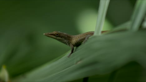 Scharfnasige-Eidechse-Steht-Auf-Palmwedelblatt-Im-Baum-Im-Schatten,-Leichte-Tänze