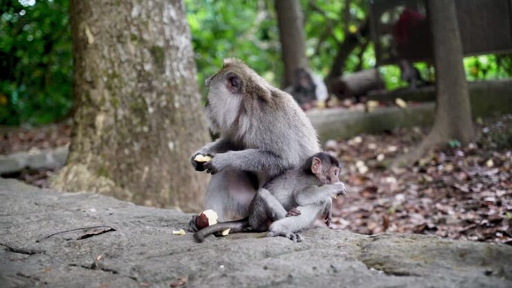 A mother monkey sits on a rock holding her infant in a natural setting surrounded by trees