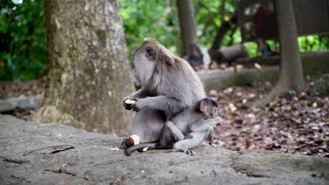 A-mother-monkey-sits-on-a-rock-holding-her-infant-in-a-natural-setting-surrounded-by-trees