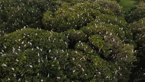 Aerial-view,-flock-of-egrets