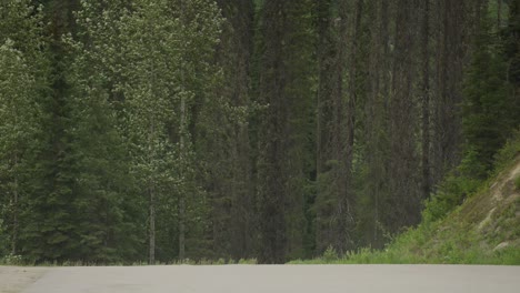 Starker-Wind-Schwankte-Bäume-über-Einen-Parkplatz