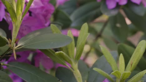 Plant-greenery-in-bloom-in-ECU-shot-form