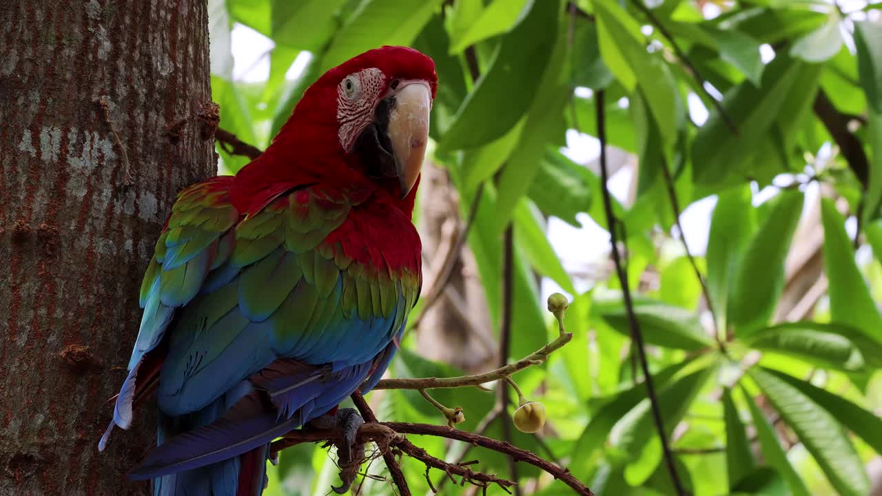 Vivid green-winged macaw rests on tree trunk, vibrant feathers illuminated by natural daylight, static shot