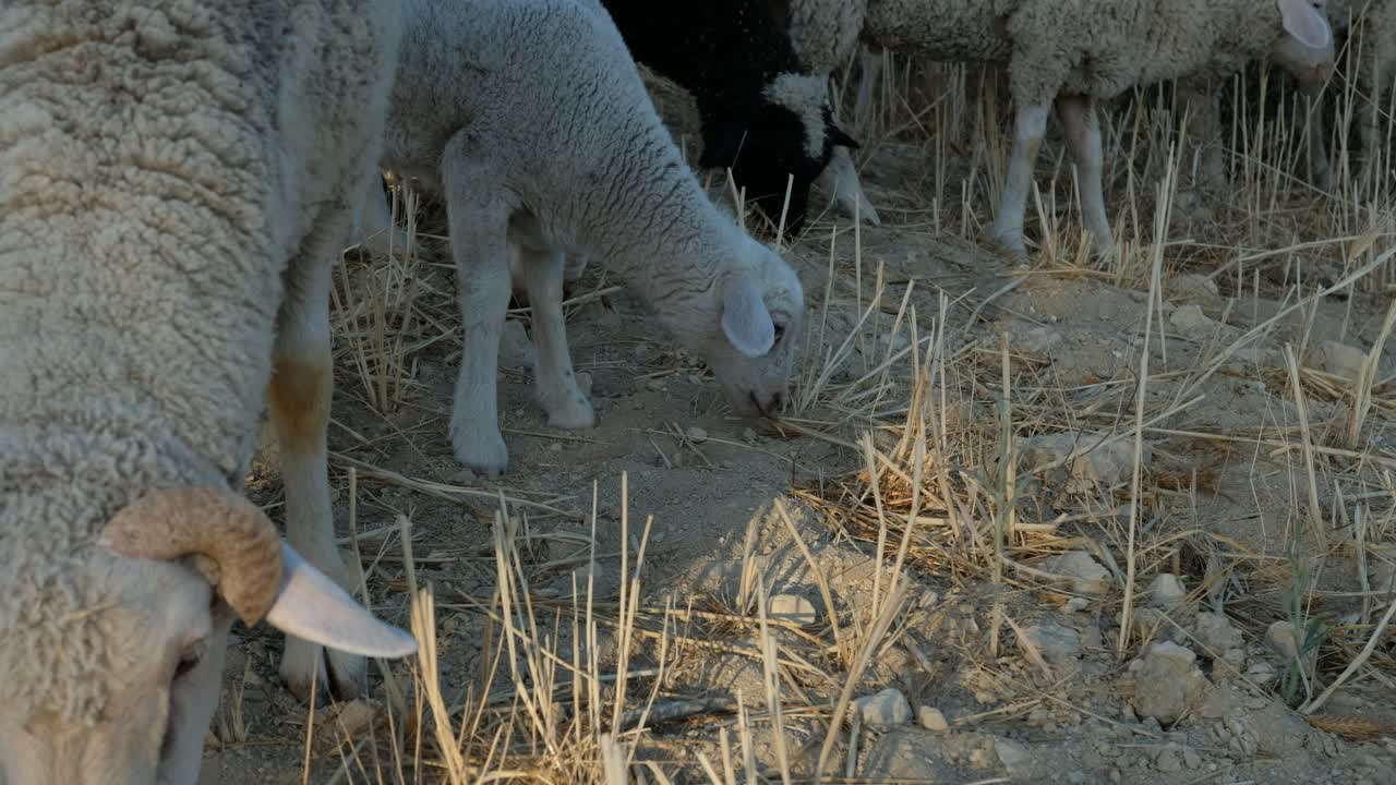campo de pastoreo de ovejas