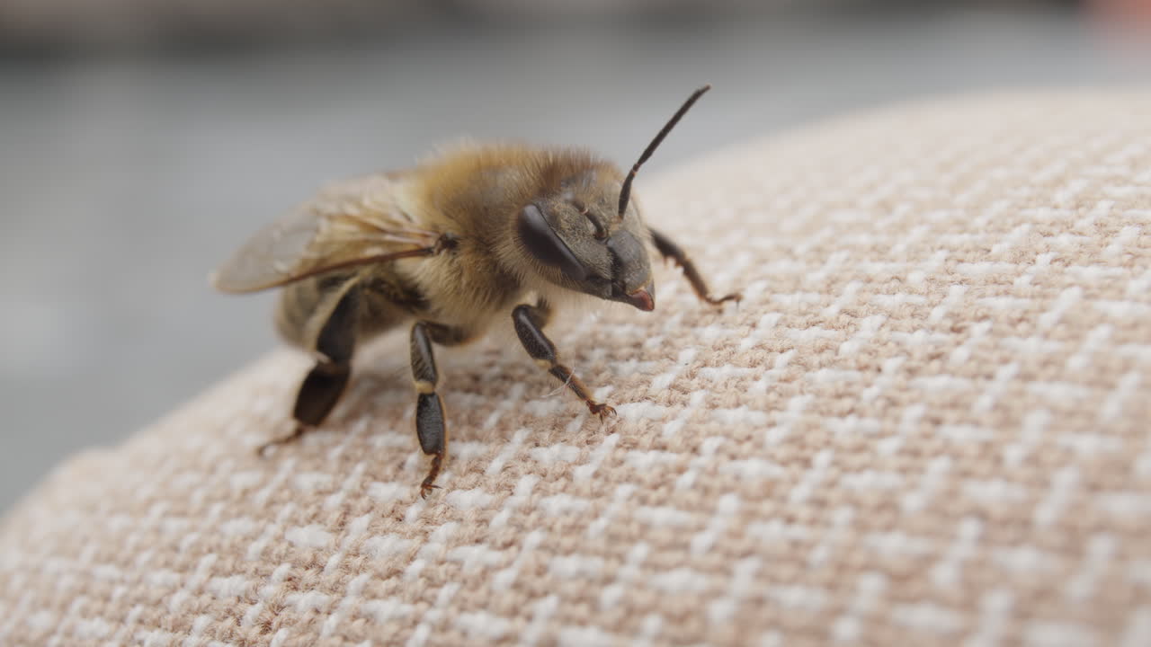 Bee resting on fabric, apis insect raising antenna, macro shot
