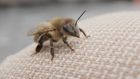 bee resting on fabric, apis insect raising antenna, macro shot