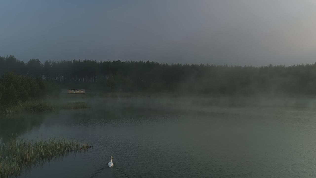 Mist rises from scenic lake with white swan calmly swimming away, aerial