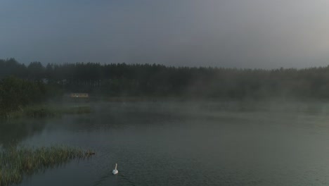 mist rises from scenic lake with white swan calmly swimming away, aerial