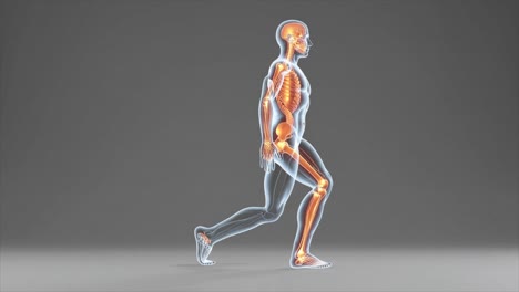 cgi animation of a fit athlete performing lunges in the gym, highlighting weight training, muscle engagement, and medical fitness visualization.