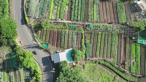 topdown drone view of vegetable and crop plots in taipei farm land