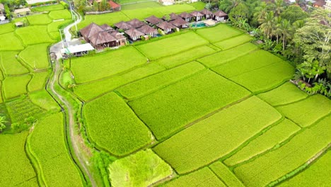 flight over lush green rice fields and kayangan villa ubud in bali, indonesia - drone shot