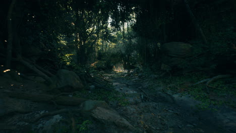 el misterioso camino de la jungla