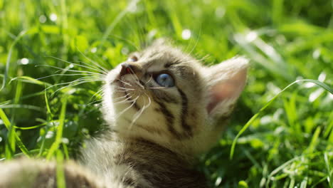 close-up view of a cute kitty cat lying on the green grass and playing with its paws