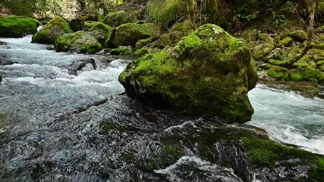Stor sten dækket af mos i Elk Rivers vand.