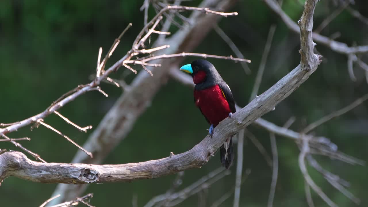 hermoso pájaro colorido mirando a su alrededor mientras está posado en una rama desnuda, pico ancho negro y rojo, cymbirhynchus macrorhynchos, parque nacional kaeng krachan, tailandia