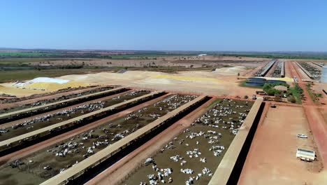 brazilian cattle ranch on industrial scale secures animals for slaughter