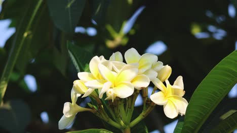 las flores de frangipani se balancean suavemente en la brisa