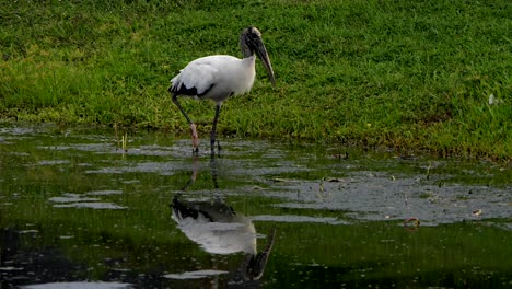 reflecltions of a wood stork walking along a lake shore