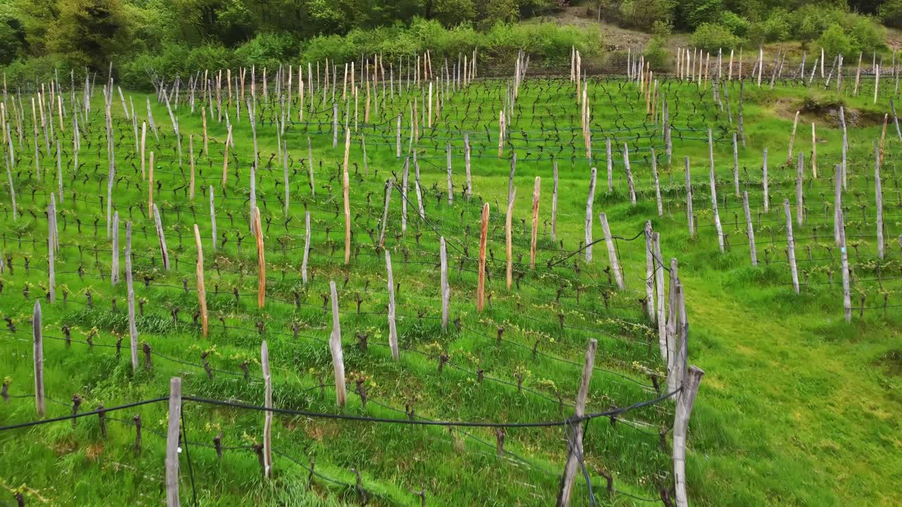 Drome slowly flies above cultivated Vitis vinifera vines on terraced land near Castel Roncolo in Renon, with green spring grass and rustic trellises surrounding the medieval hilltop, Alto Adige Italy