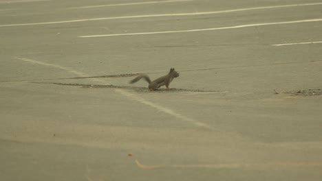 Ardilla-Corriendo-Por-El-Parque---Hd