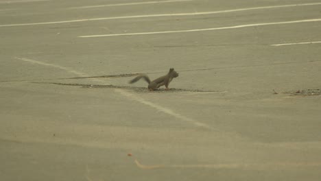 ardilla corriendo por el parque - hd