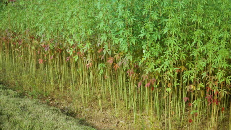 plantación de árboles de bambú densos y exuberantes o granja en un día soleado - panorámica de bajo ángulo