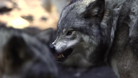 timber wolf ready to defend itself with sharp teeth closeup slomo