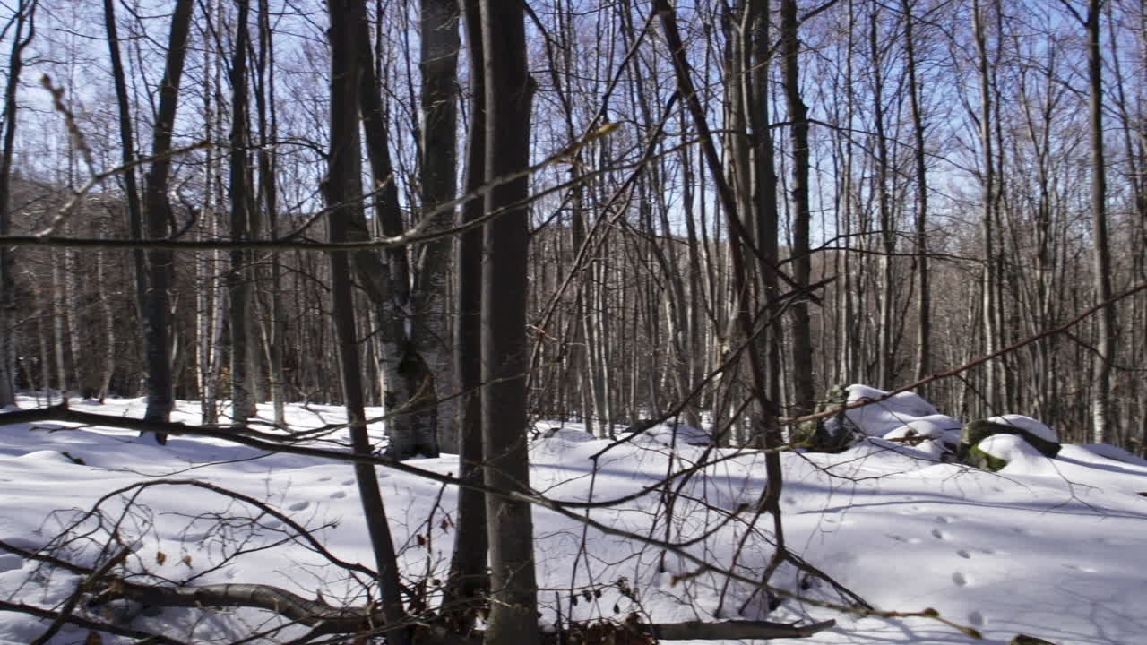 imágenes de un hermoso bosque de pinos nevados en las montañas durante el invierno
