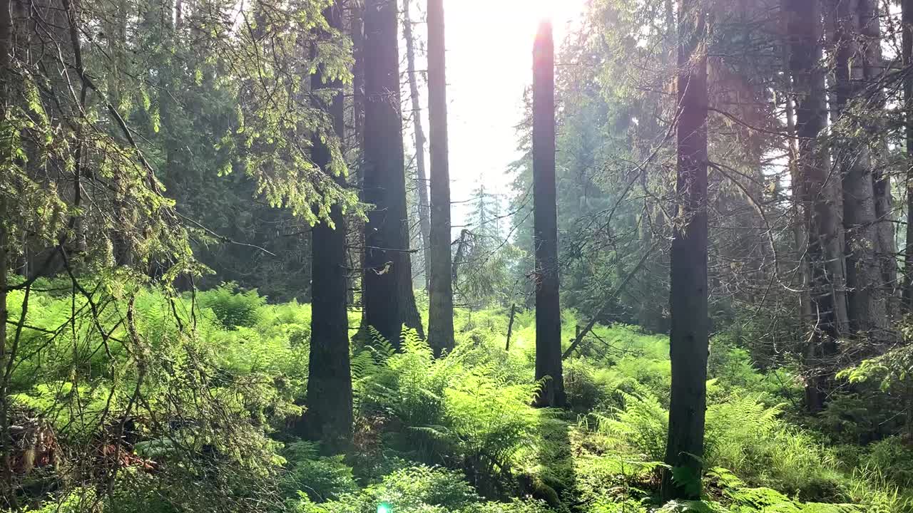 The sun shining through trees in a forest with a very green moss on the ground in spring.