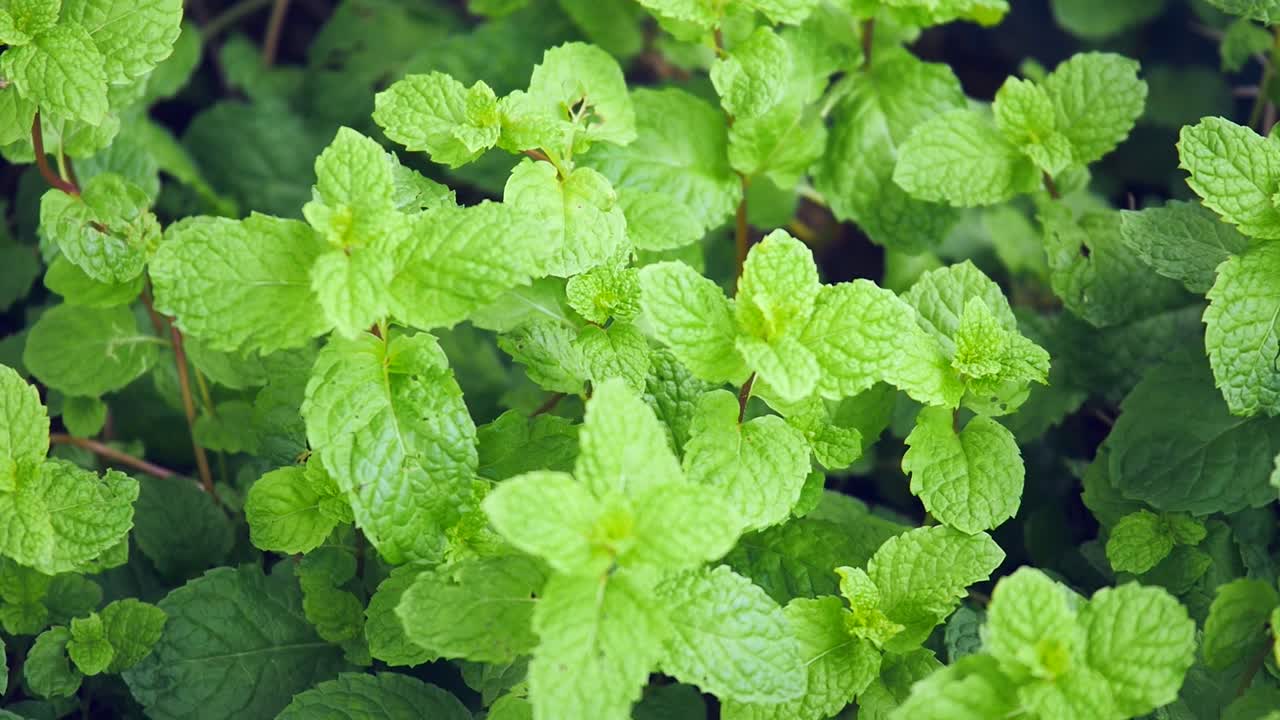 Fresh green mint herb growing in the garden