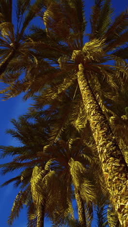 palm trees under a blue sky