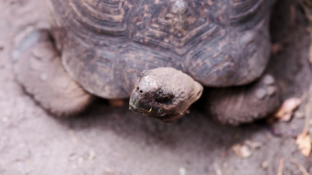 A large mountain tortoise from South Africa