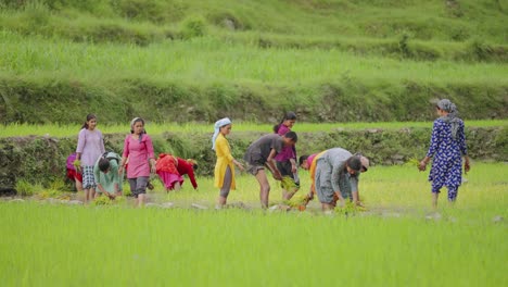 Bright smile of Indian female farmer as she works in waterlogged rice field, 4k video