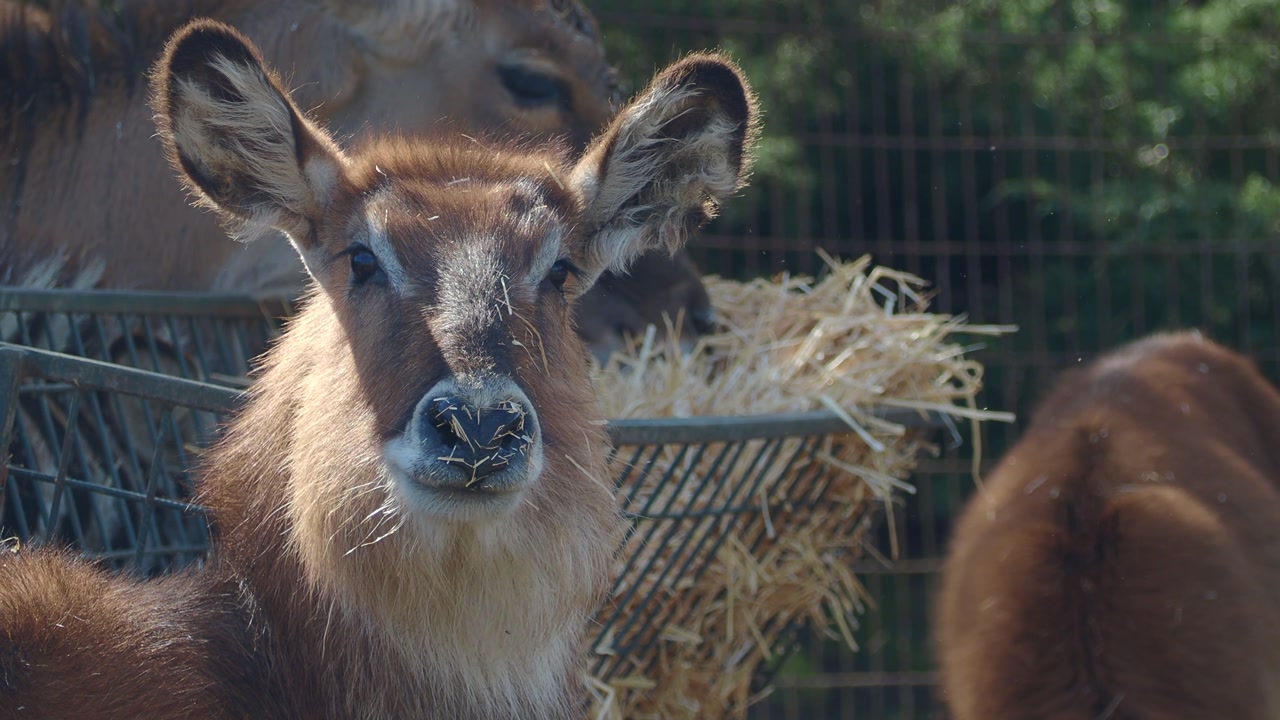 Close-up of a Young Antelope Chewing Hay in an Enclosure
