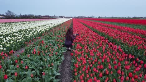 capturing beauty: a young woman photographs vibrant tulips in leiden
