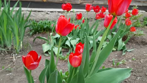 red tulips with bright green leaves grow in the palisade of the village house.