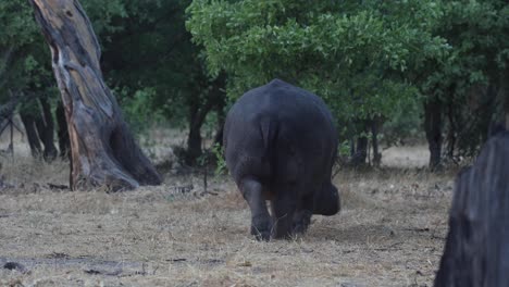 wide shot of a hippopotamus walking away into the bushes, khwai botswana