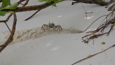 Eine-Vorsichtige-Kleine-Sandkrabbe,-Die-Ein-Loch-Im-Sand-An-Einem-Strand-Unter-Den-Bäumen-Gräbt,-Statische-Aufnahme-In-4k