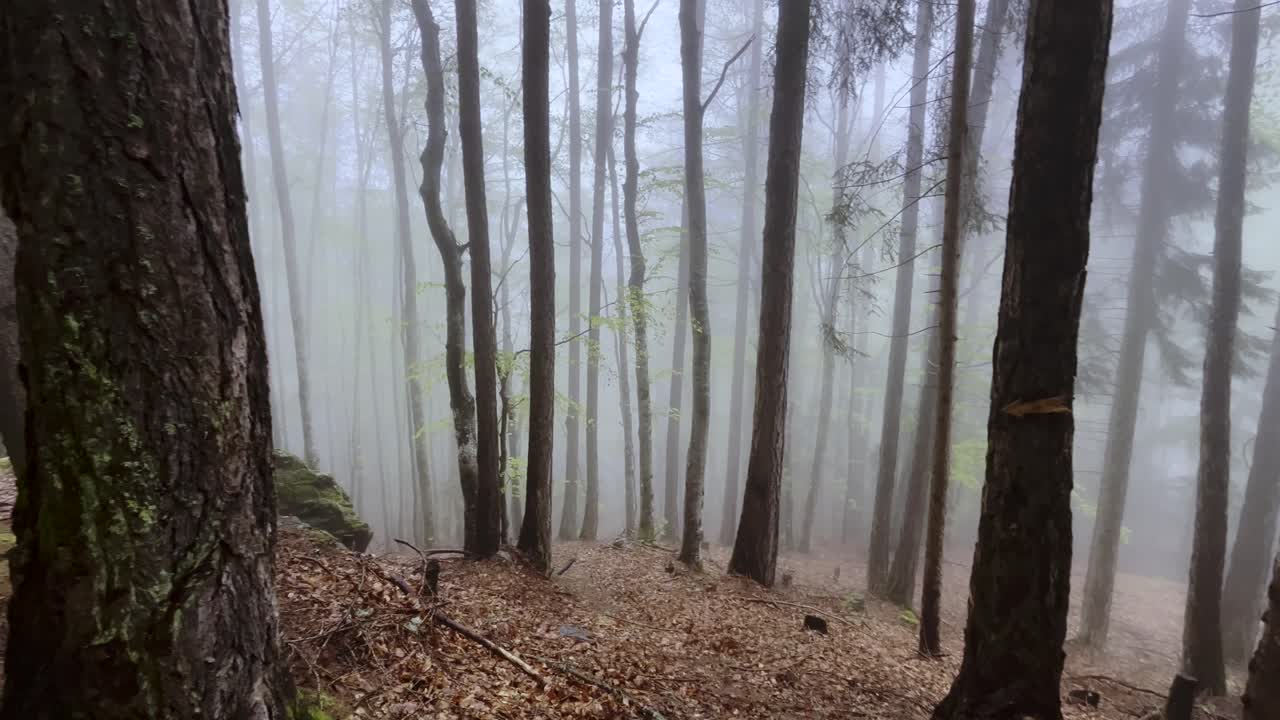 나무 줄기에 새겨진 화살의 4k, 안개 숲을 향해