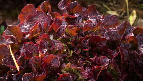 tiro inclinado hacia arriba de lechuga roja fresca en una granja orgánica