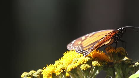 mariposa 69