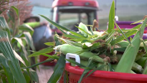 focus shift from farmer arranging corn to a closeup of freshly picked corn in a basket