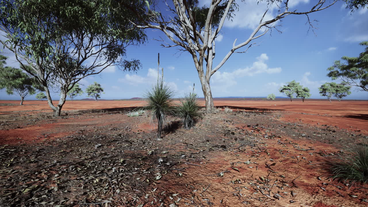 árbol de acacia en las llanuras abiertas de la sabana de áfrica oriental botswana