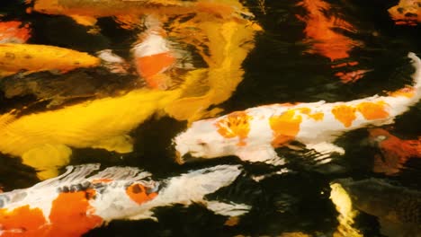 koi fishes swimming in in pond. close up