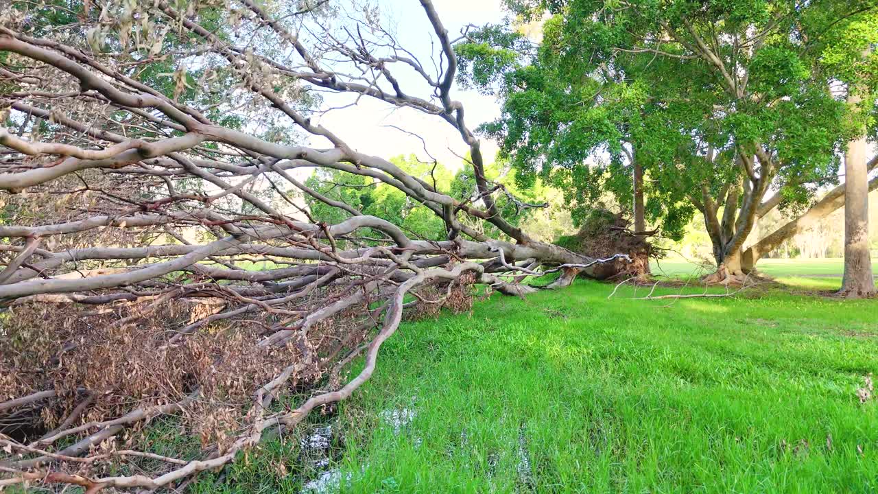 A fallen tree lies across a vibrant green field under bright daylight in a Gold Coast park
